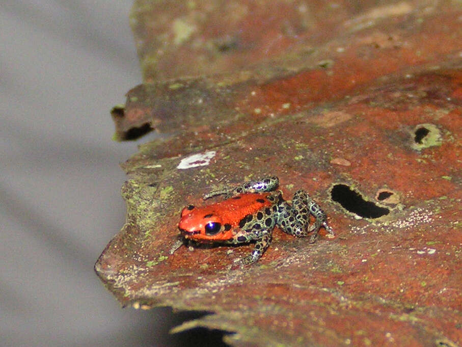 Red Backed Poison Frog Media Encyclopedia Of Life