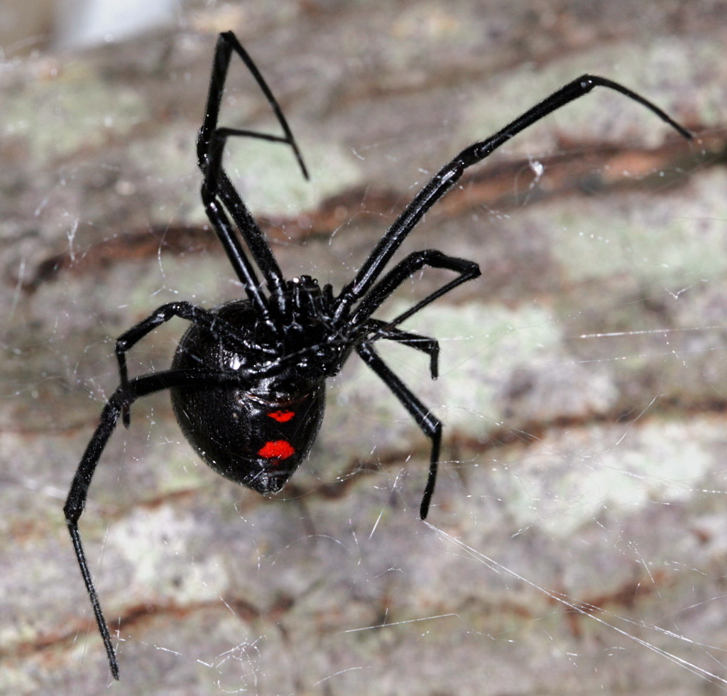 Самый ядовитый паук в мире черная вдова