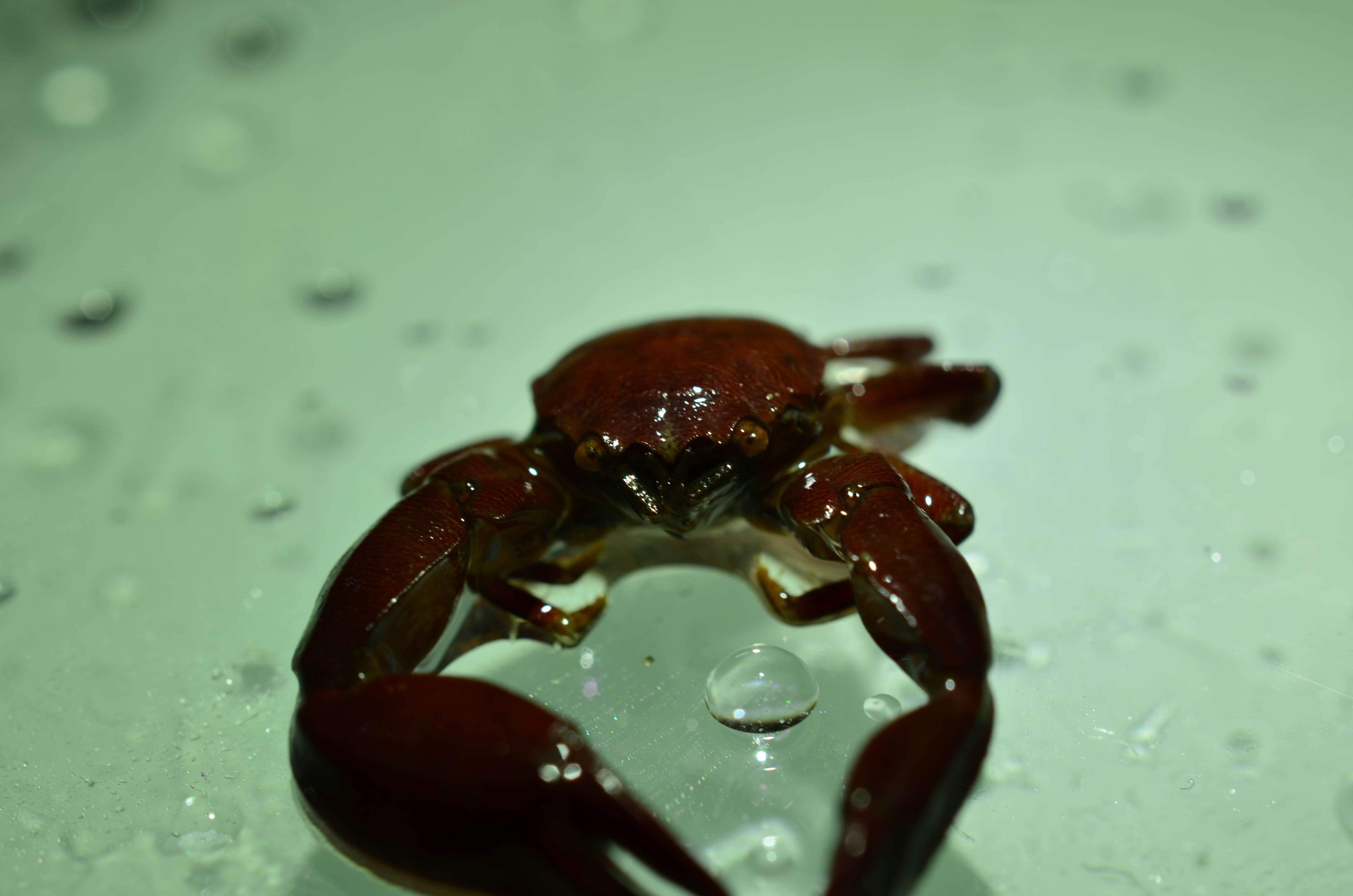 Image of common porcelain crab