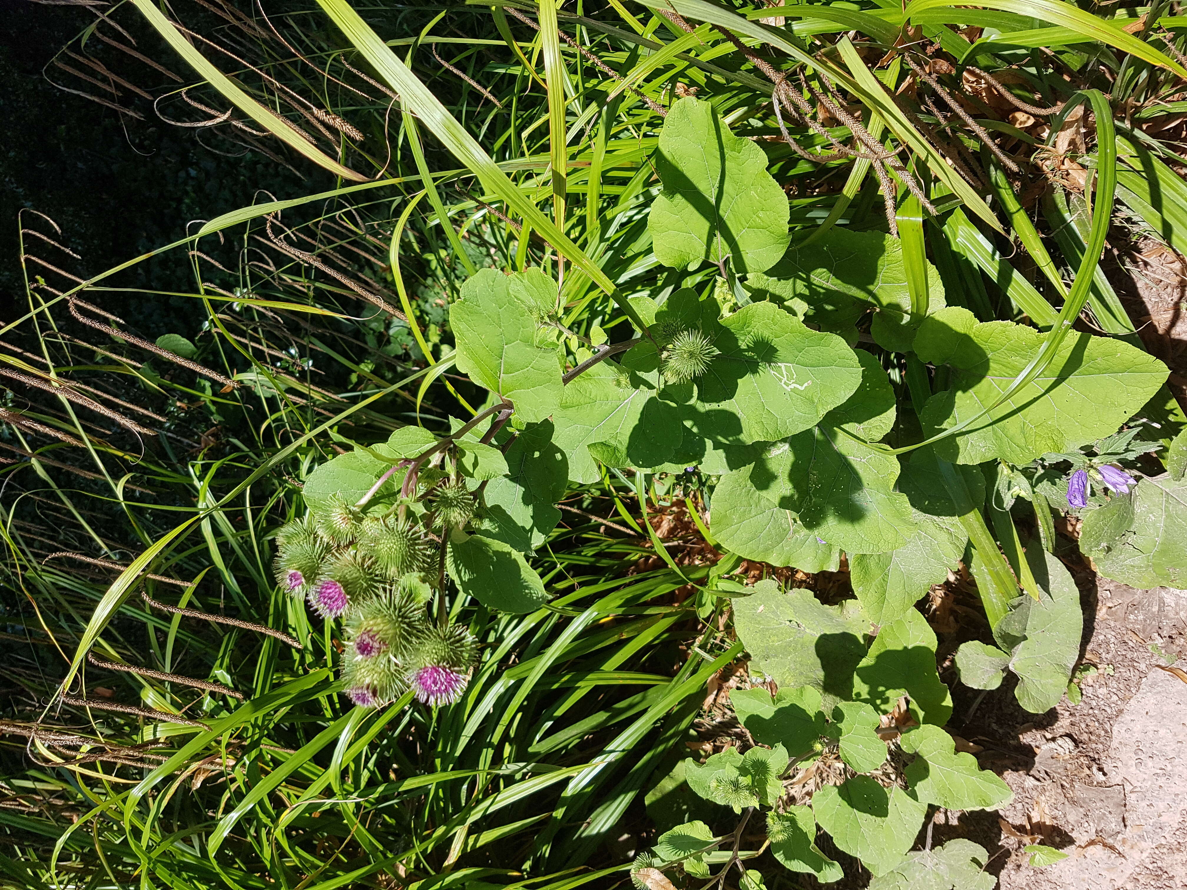 Image of common burdock