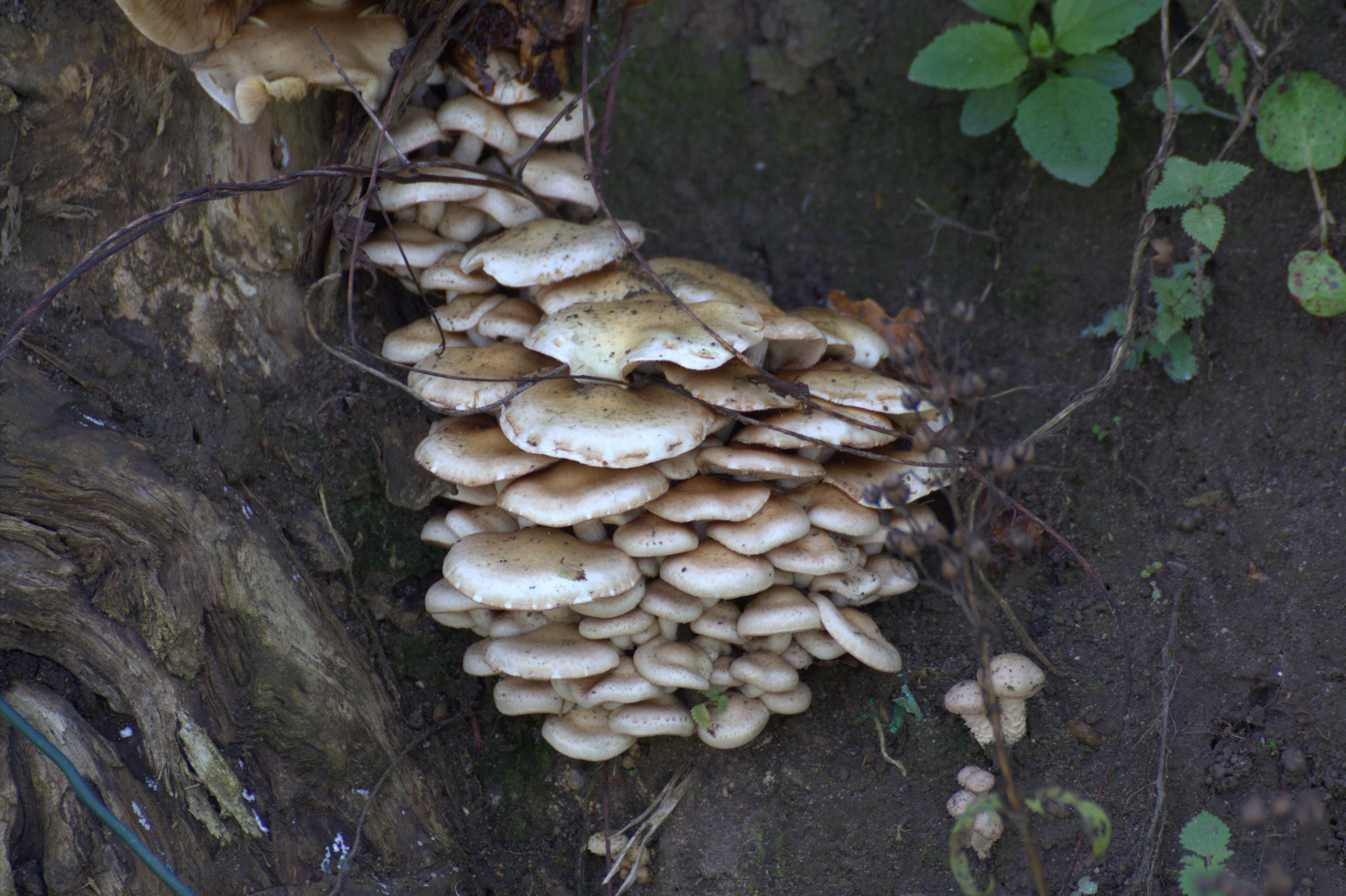 Image of Pholiota gummosa (Lasch) Singer 1951