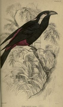 Image of Clicking Shieldbill