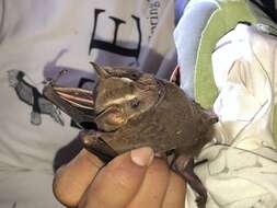 Image of Great Fruit-eating Bat