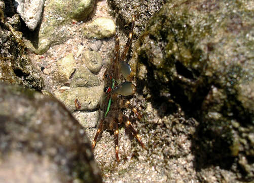 Image of flat rock crab