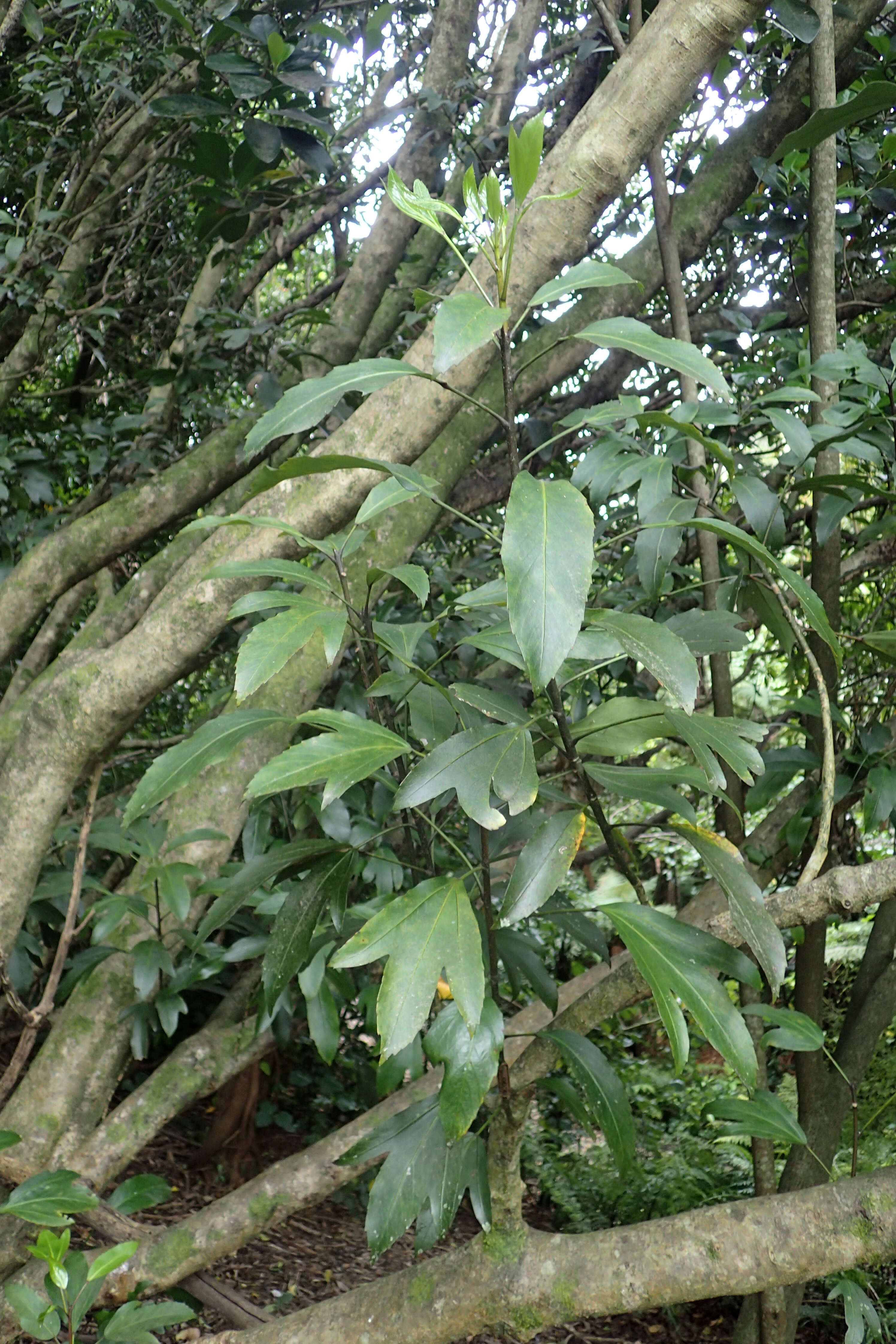 Image of Alseuosmia quercifolia A. Cunn.