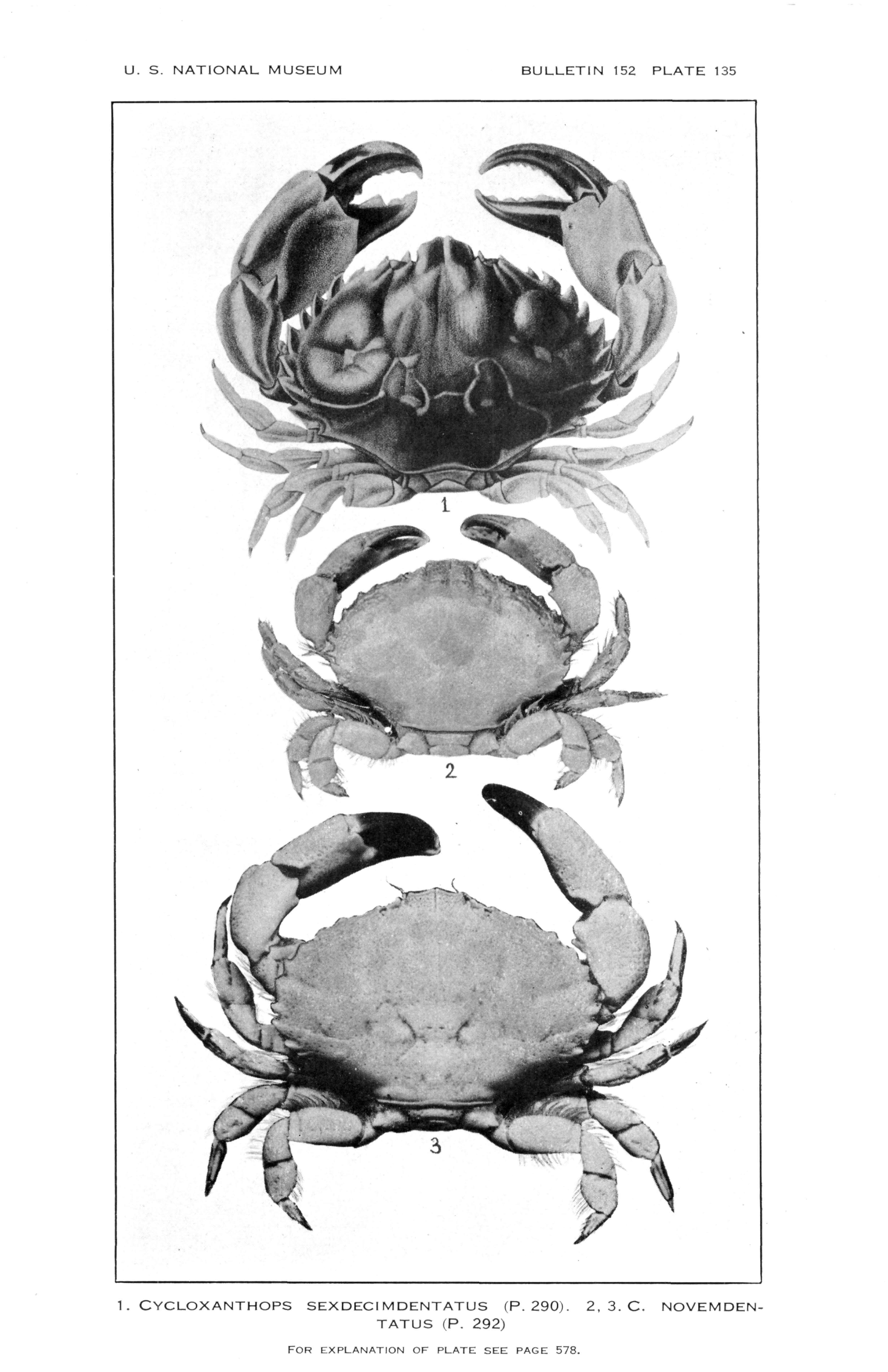 Image of ninetooth pebble crab