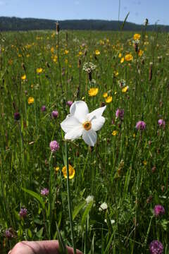 Image of Pheasant's-eye narcissus