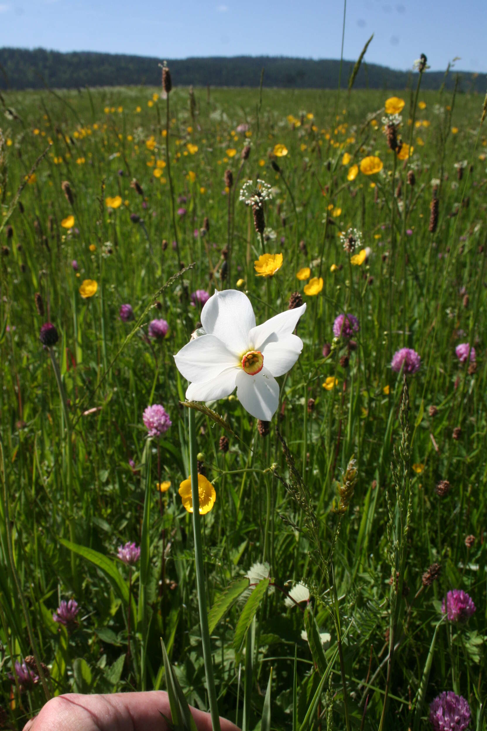 Imagem de Narcissus poeticus L.