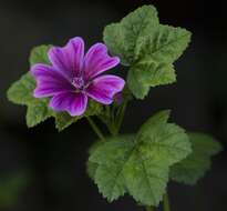 Image of high mallow