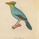 Image of Common Green Magpie