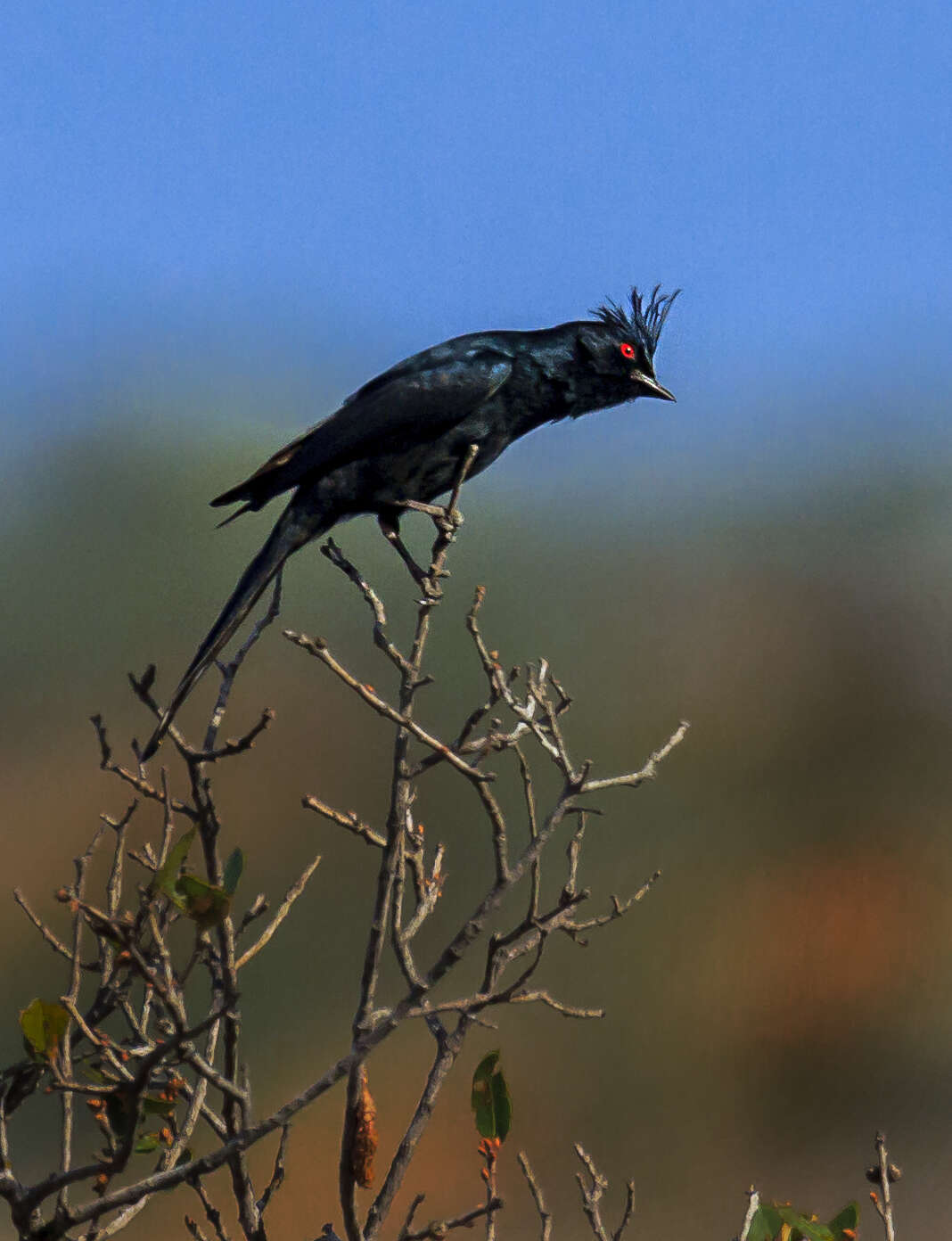 Image of Phainopepla Baird & SF 1858