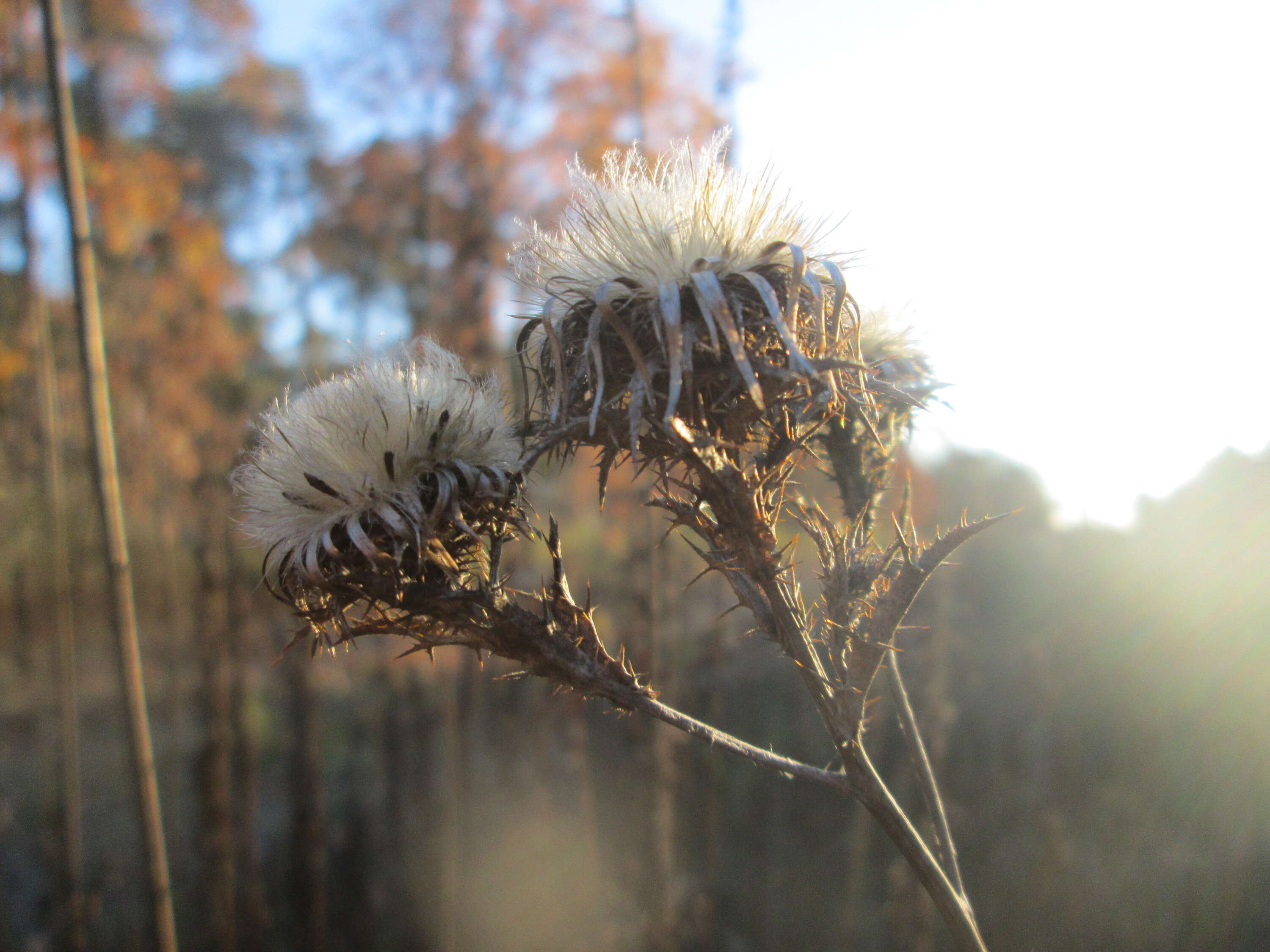 Image of carline thistle