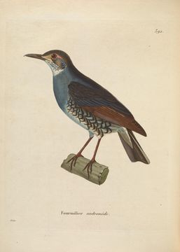 Image of Sunda Thrush