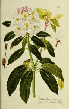 Image of great laurel