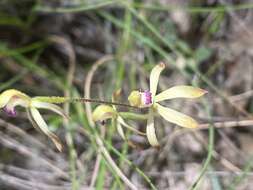 Image of Caladenia testacea R. Br.