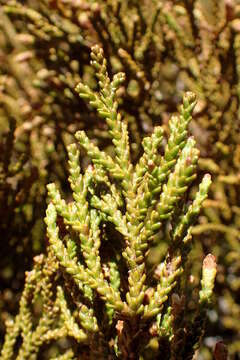 Image of Lepidothamnus laxifolius (Hook. fil.) Quinn