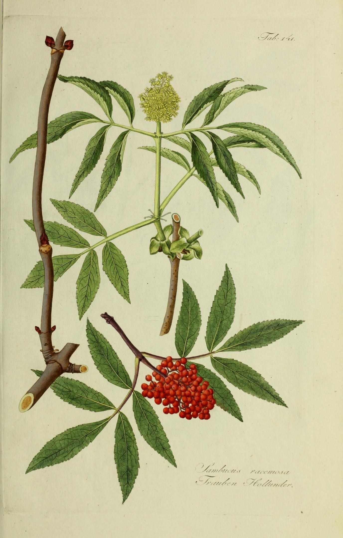 Sambucus racemosa (rights holder: Biodiversity Heritage Library)