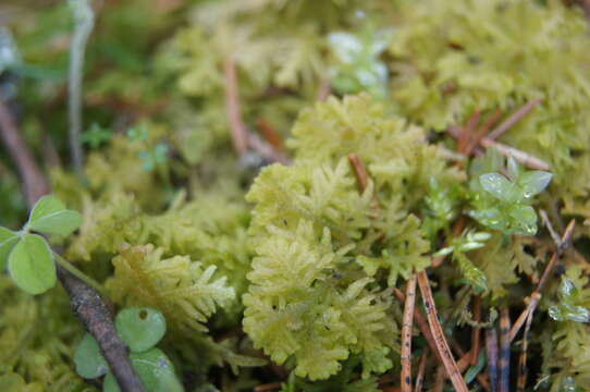 Image of Handsome Woollywort