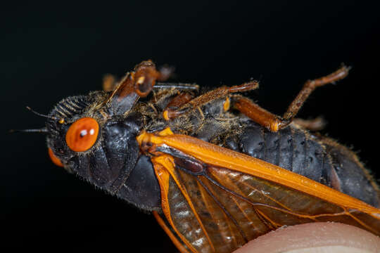 Image of Decula Periodical Cicada