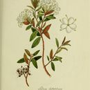 Image of <i>Ledum latifolium</i>
