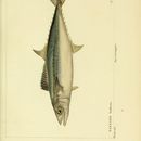 Image of Spanish Mackerel