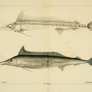 Image of Mediterranean spearfish