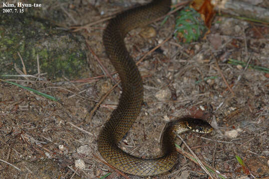 Image of Japanese Keelback