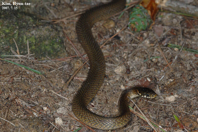 Image of Japanese Keelback