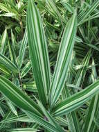 Image of dwarf fern-leaf bamboo