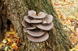 Image of Pleurotus ostreatus (Jacq.) P. Kumm. 1871