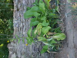 Inula helenium L. resmi