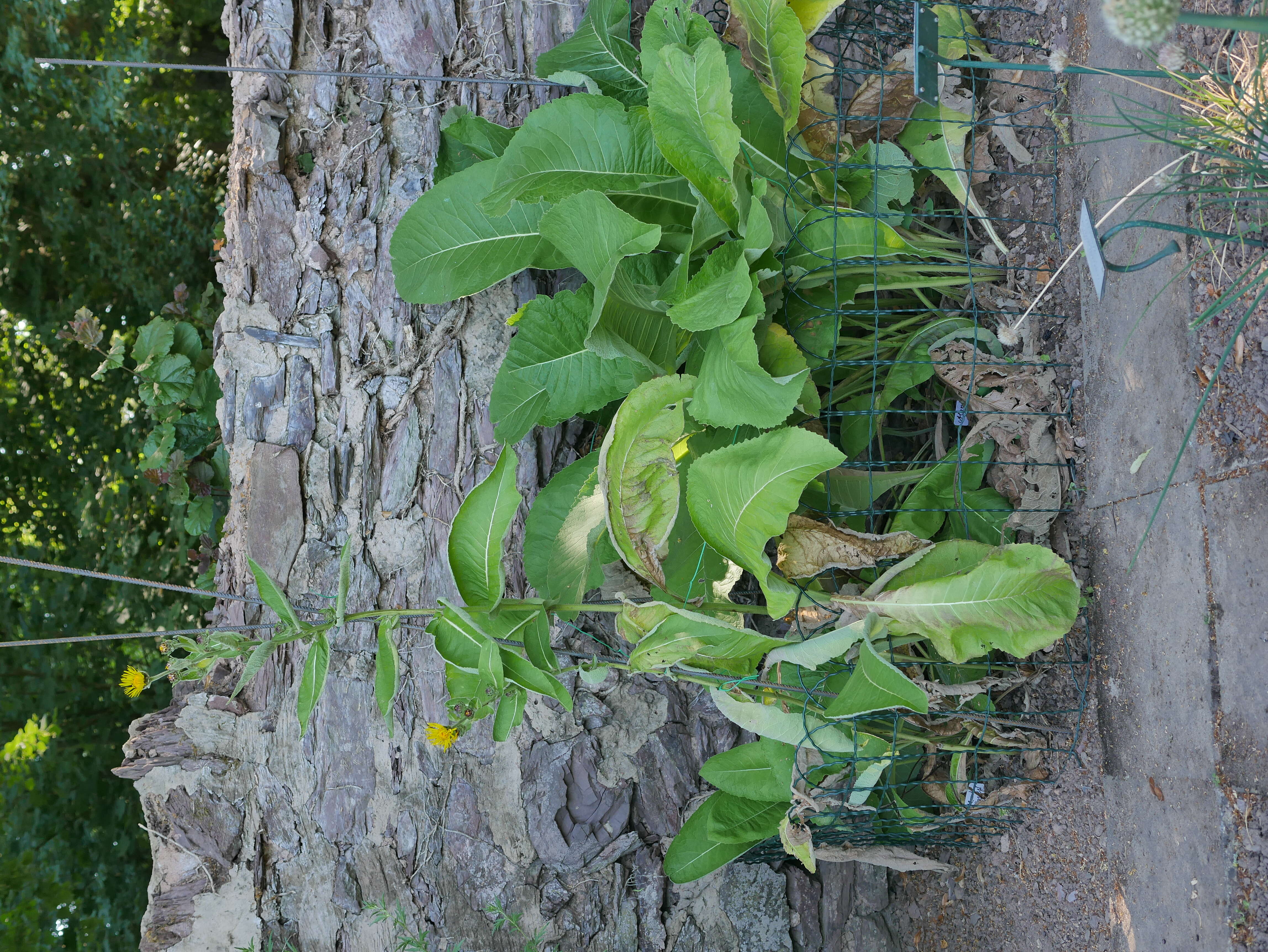 Inula helenium L. resmi