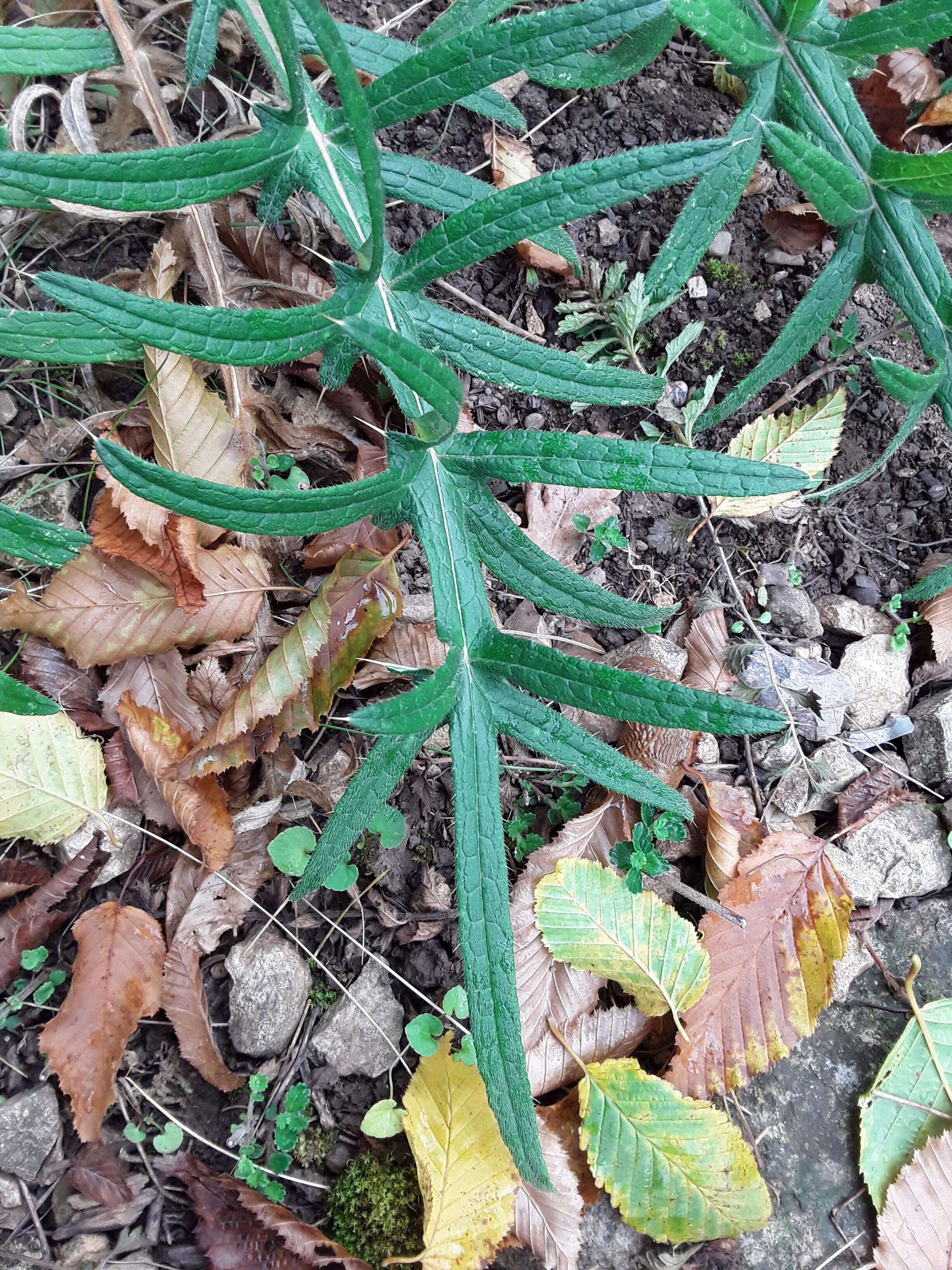 Image of woolly thistle