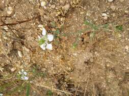 Nigella arvensis L. resmi