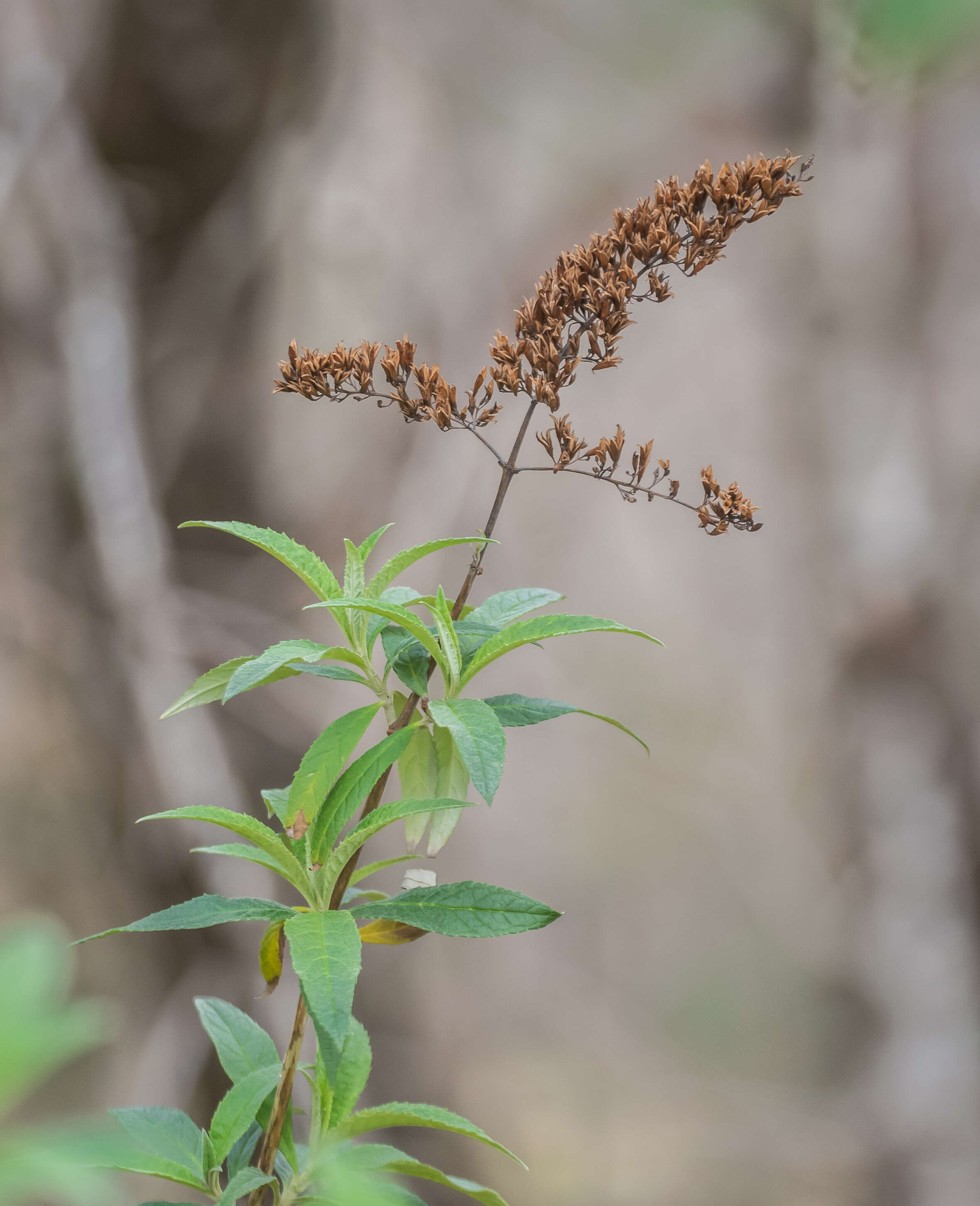 Image of butterfly-bush