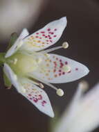 Image of round-leaved saxifrage