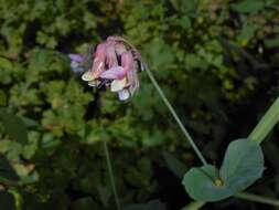 Image of Lathyrus pisiformis L.