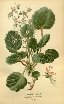 Image of <i>Saxifraga sarmentosa</i>