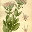 Image of showy stonecrop
