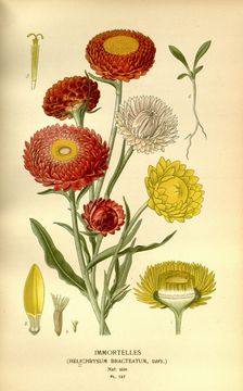 Image of Bracted strawflower