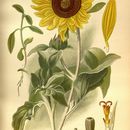 Image of silverleaf sunflower