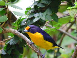 Euphonia violacea (Linnaeus 1758)的圖片