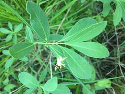 Lonicera oblongifolia (Goldie) Hook.的圖片