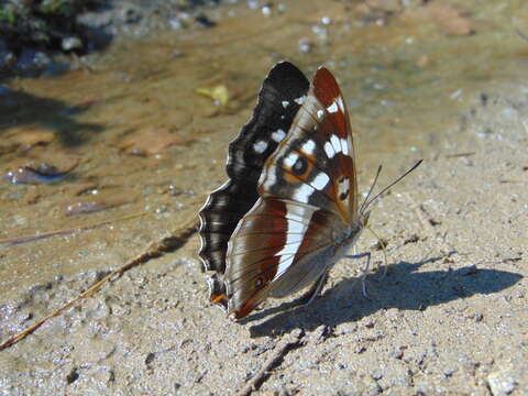 Image of purple emperor