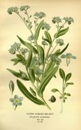 Image of Asian forget-me-not
