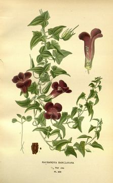 Image of <i>Maurandya barclaiana</i>
