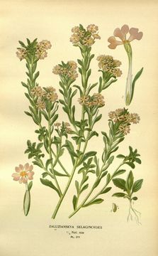 Image of <i>Zaluzianskya villosa</i> F. W. Schmidt