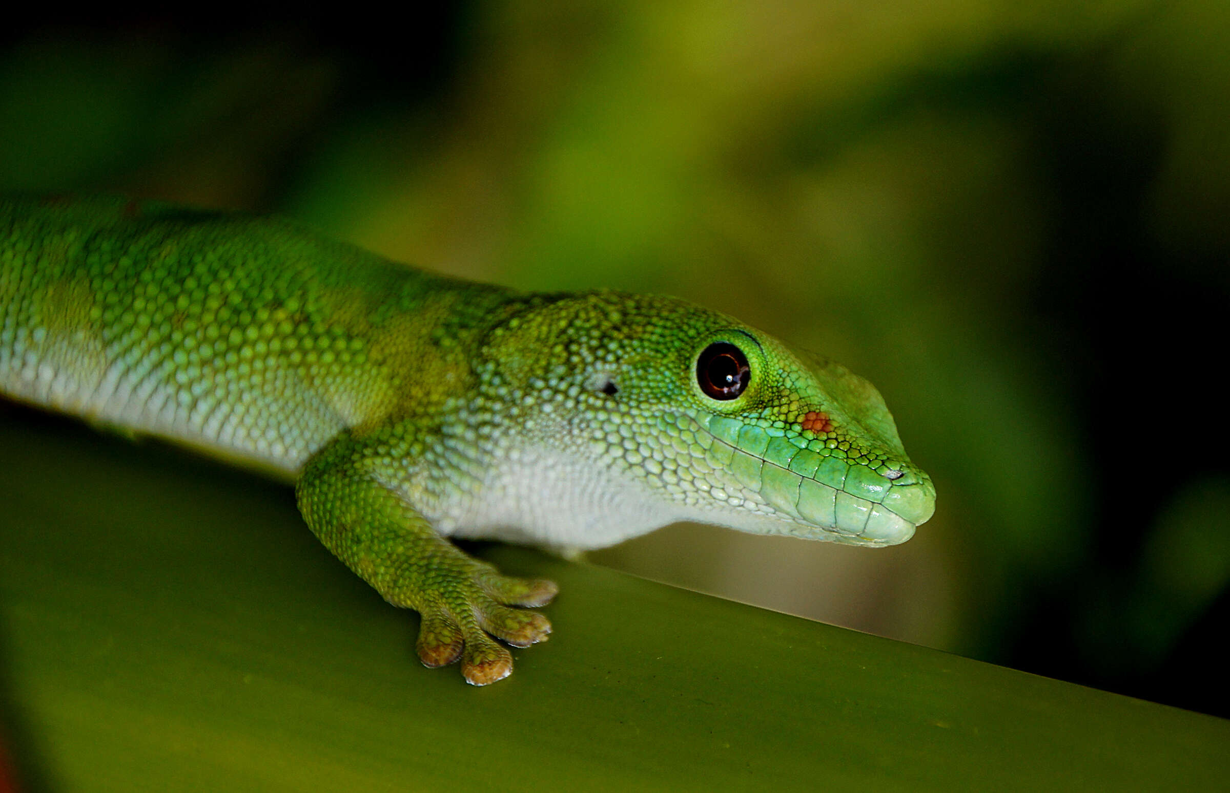 Plancia ëd Phelsuma madagascariensis Gray 1831