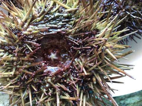 Image of sea urchins