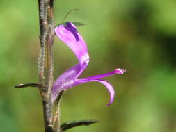 Hypoestes phyllostachya Baker resmi